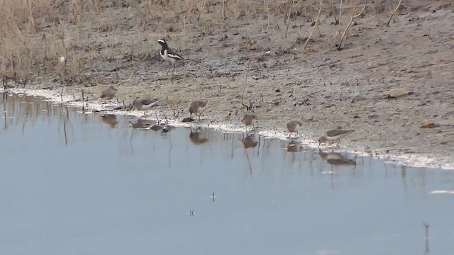 丹氏濱鷸 - ML648948372