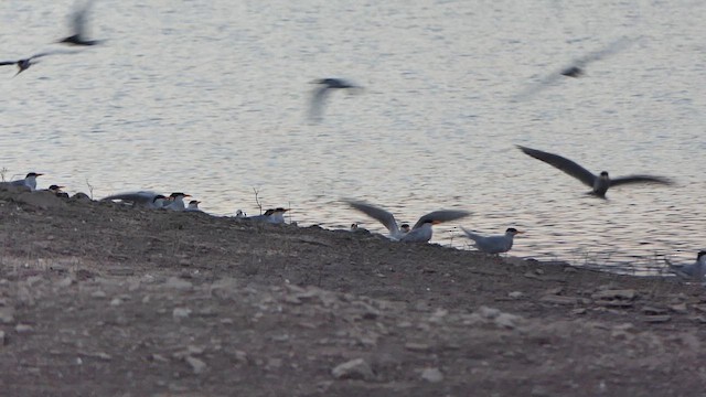 River Tern - ML648948378