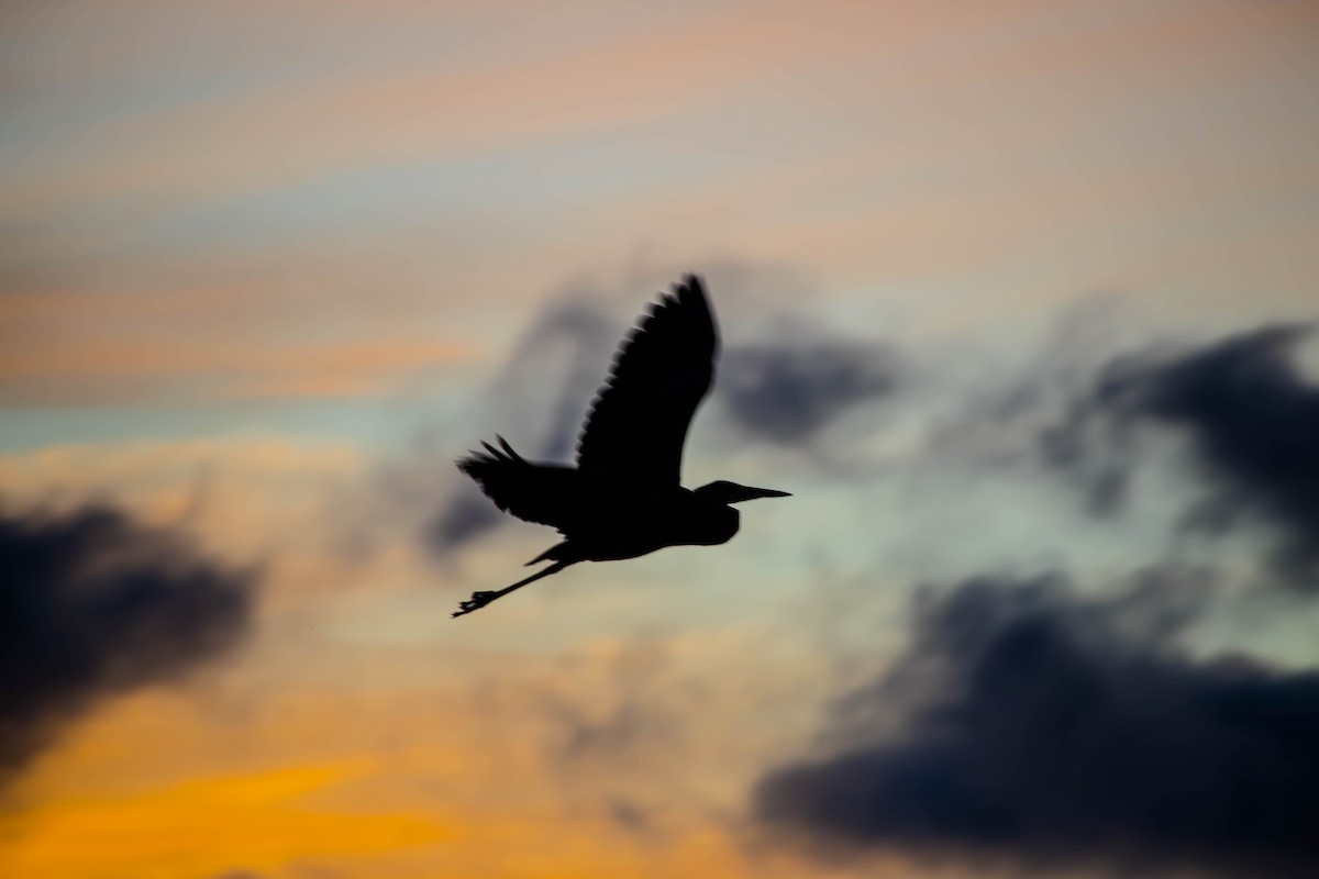 Koartza hauskara amerikarra - ML648948427