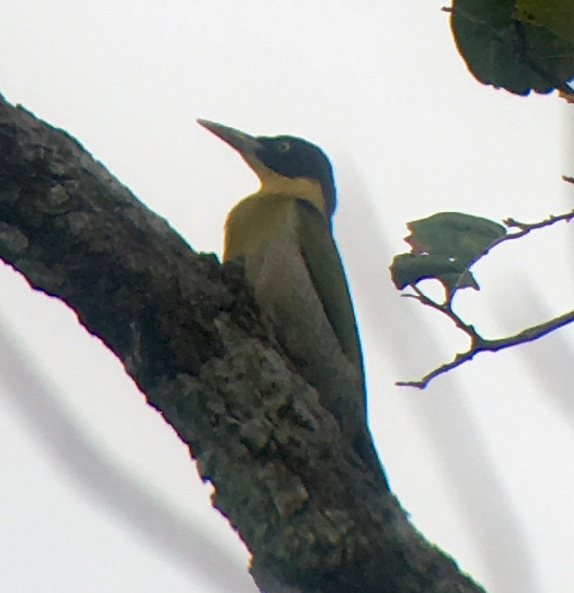 コシアカアオゲラ - ML648948457