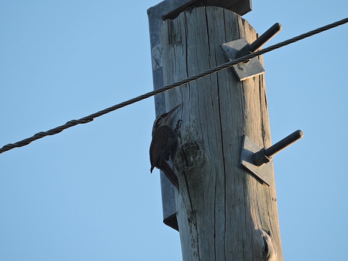 Narrow-billed Woodcreeper - ML648948460