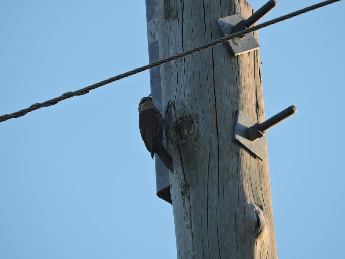 Narrow-billed Woodcreeper - ML648948461