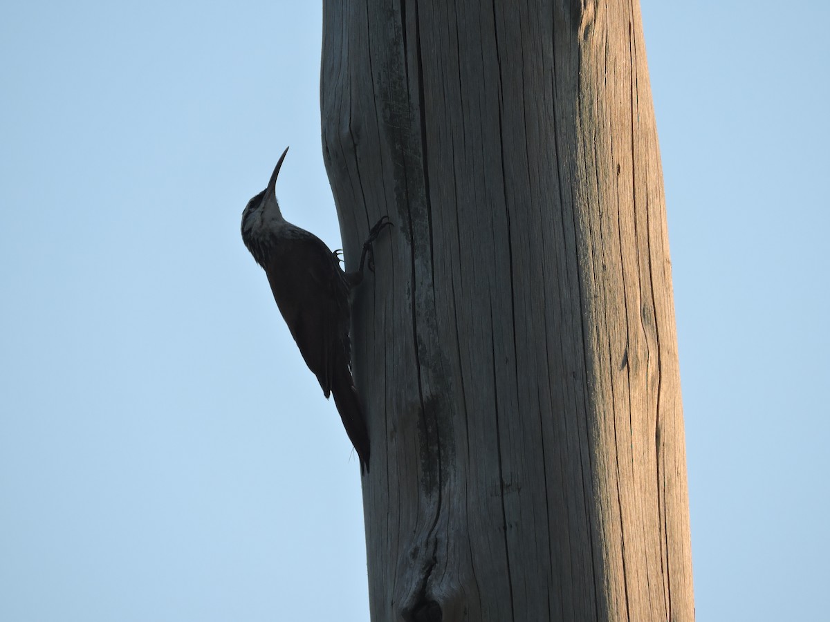 Narrow-billed Woodcreeper - ML648948462