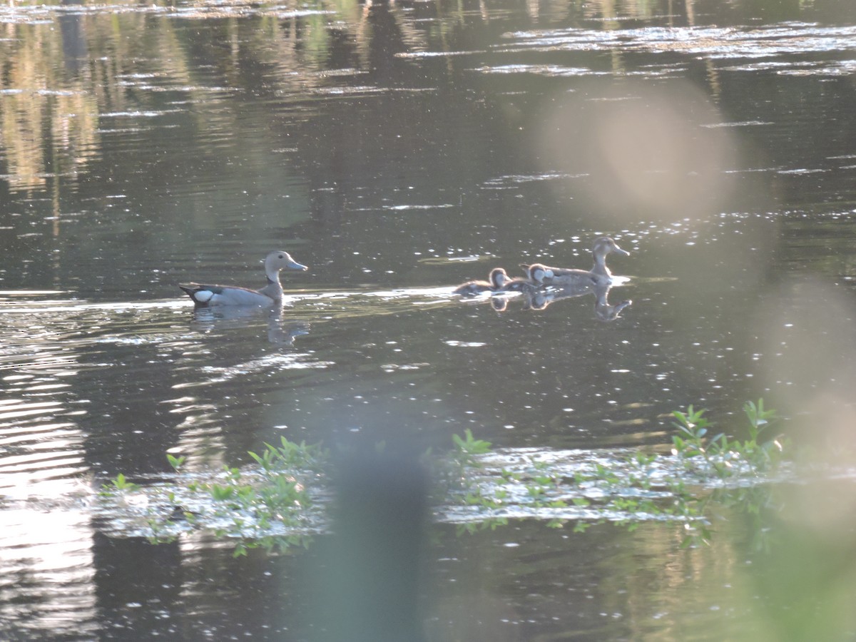 Ringed Teal - ML648948476