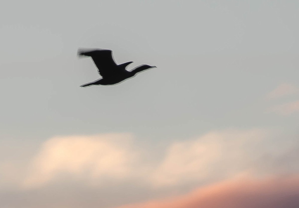 Ubarroi belarriduna - ML648948488