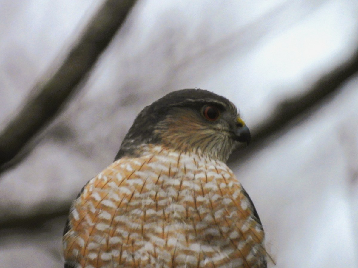 Sharp-shinned Hawk - ML648948507
