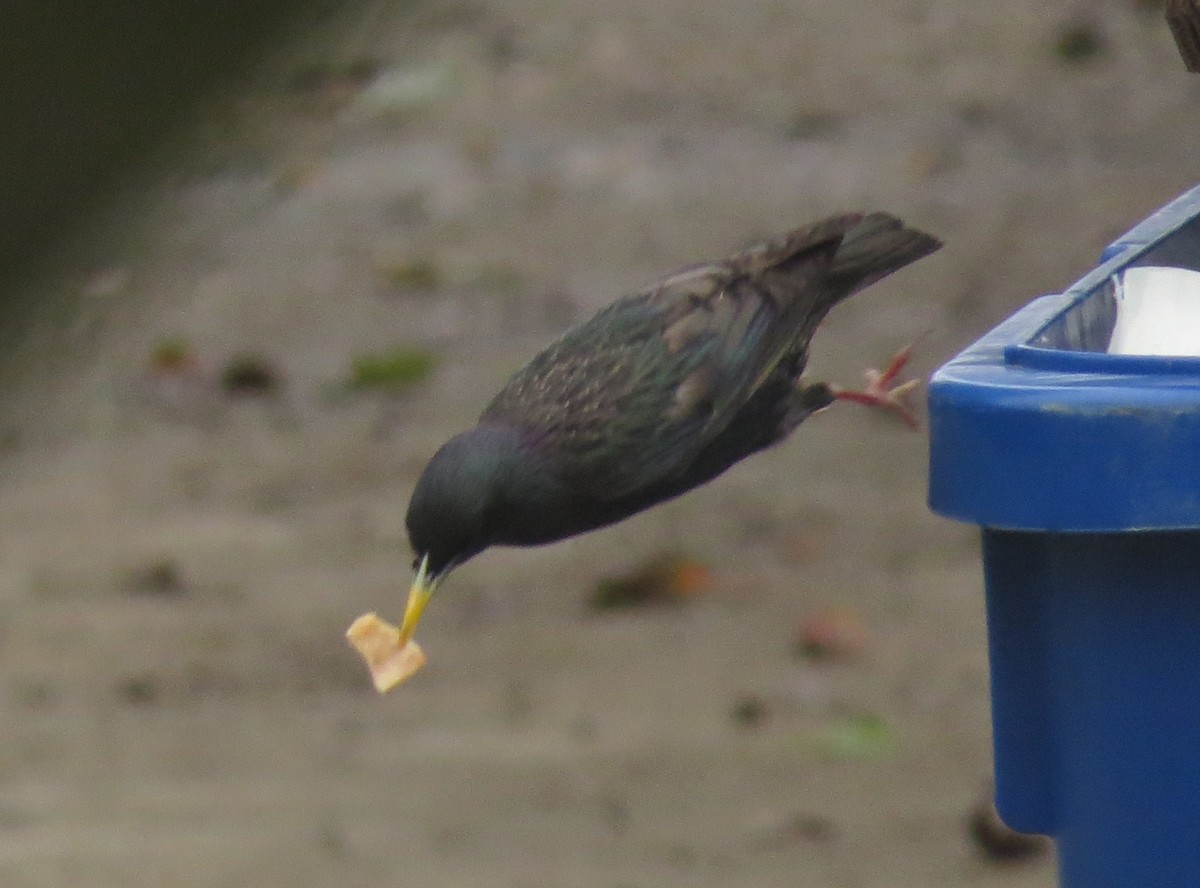 European Starling - ML648948508