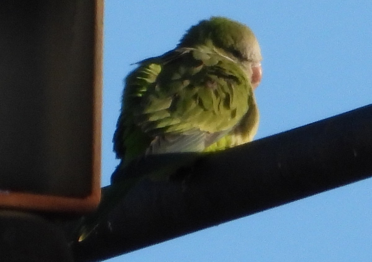 Monk Parakeet - ML648948511