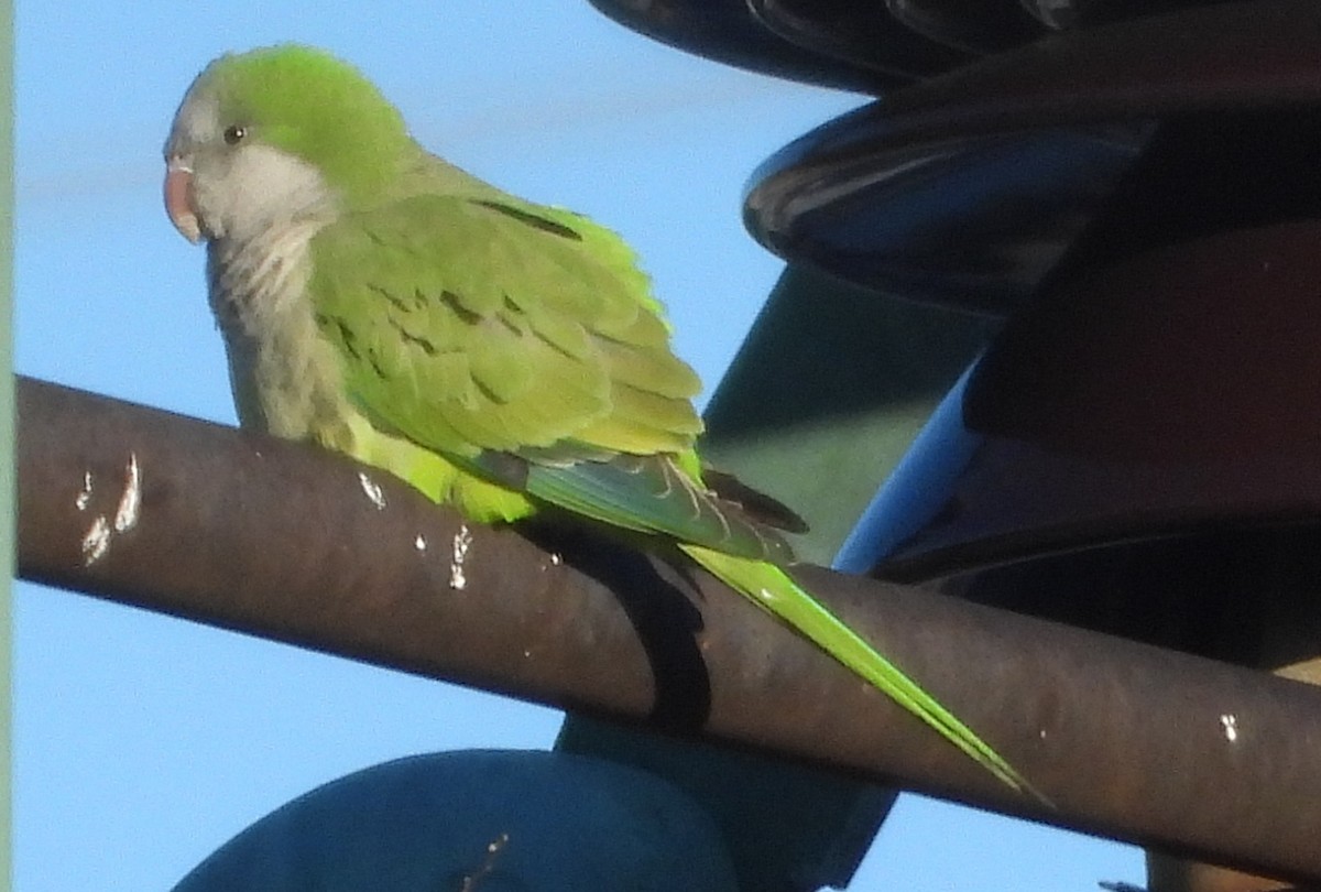 Monk Parakeet - ML648948512