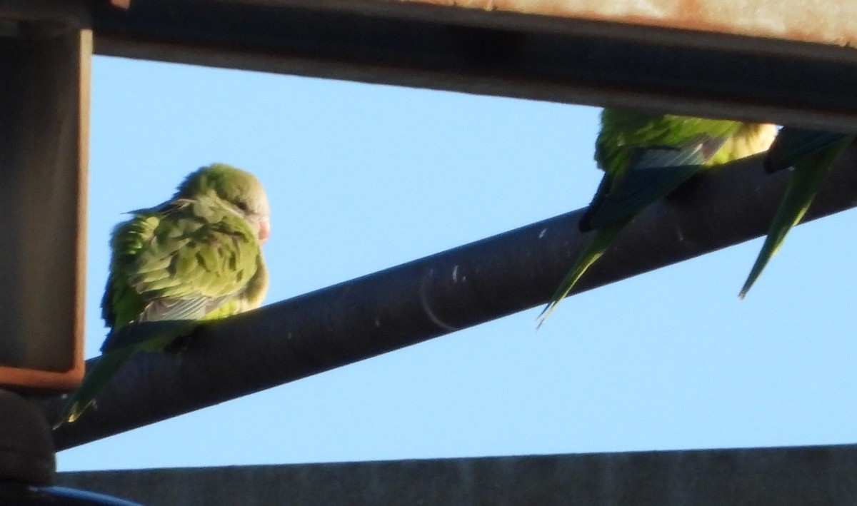 Monk Parakeet - ML648948513