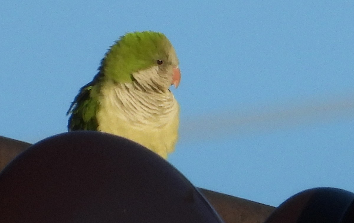 Monk Parakeet - ML648948514
