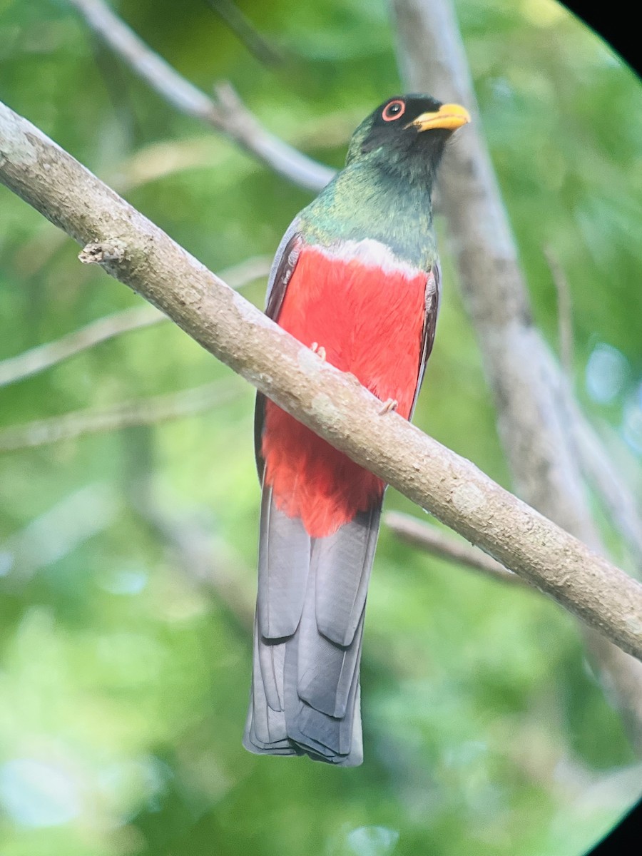 Black-tailed Trogon - ML648948515