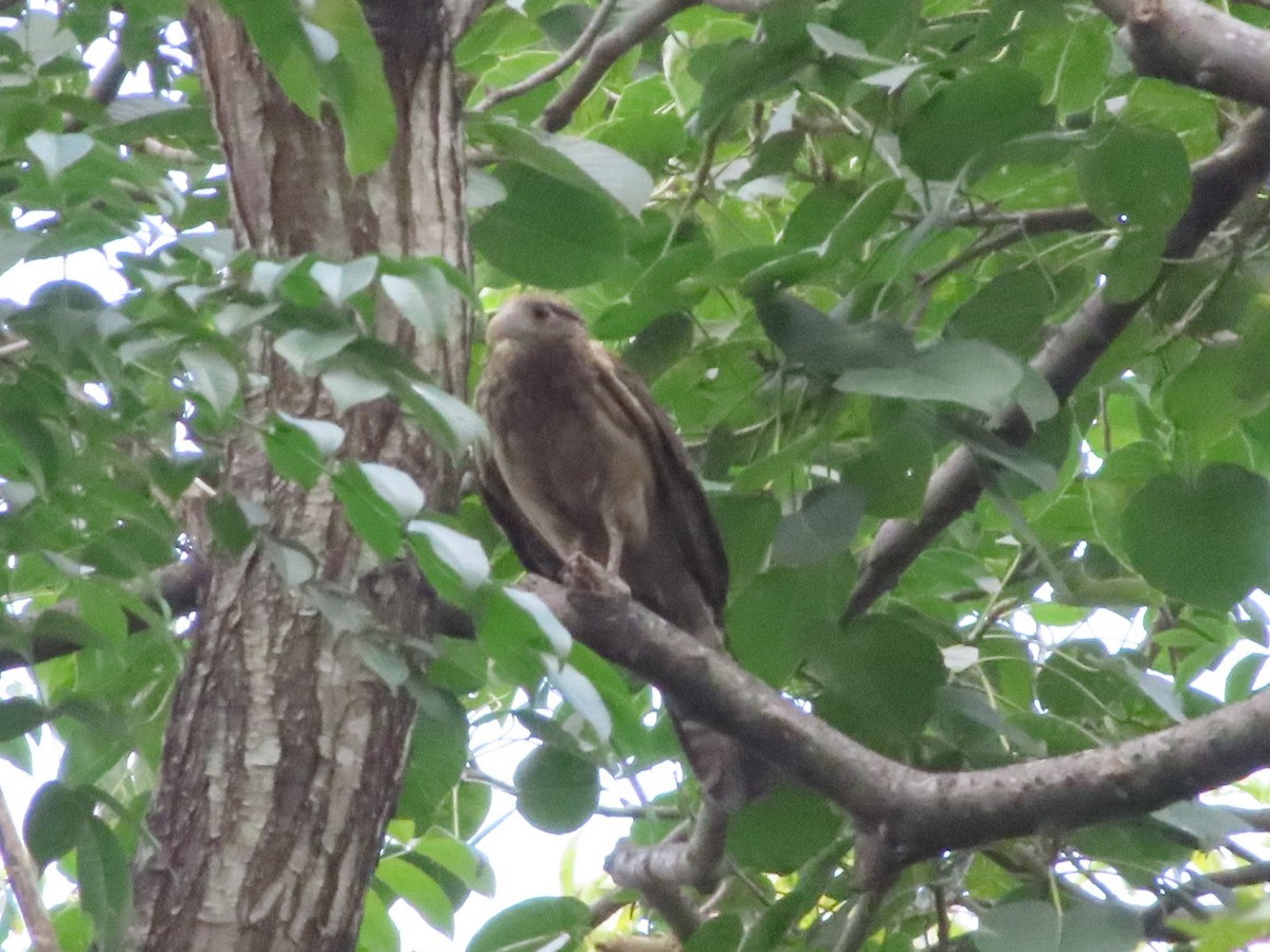 Yellow-headed Caracara - ML648948516