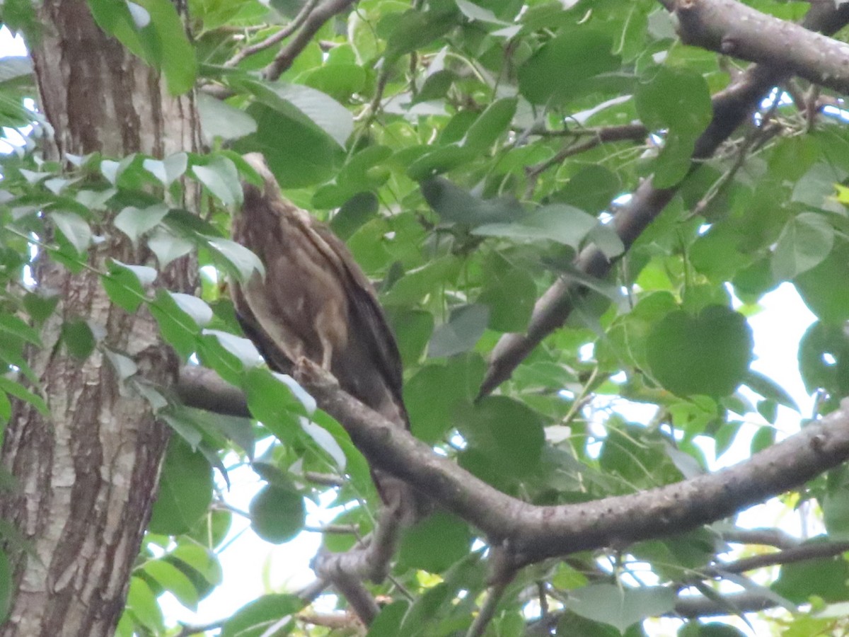 Yellow-headed Caracara - ML648948517