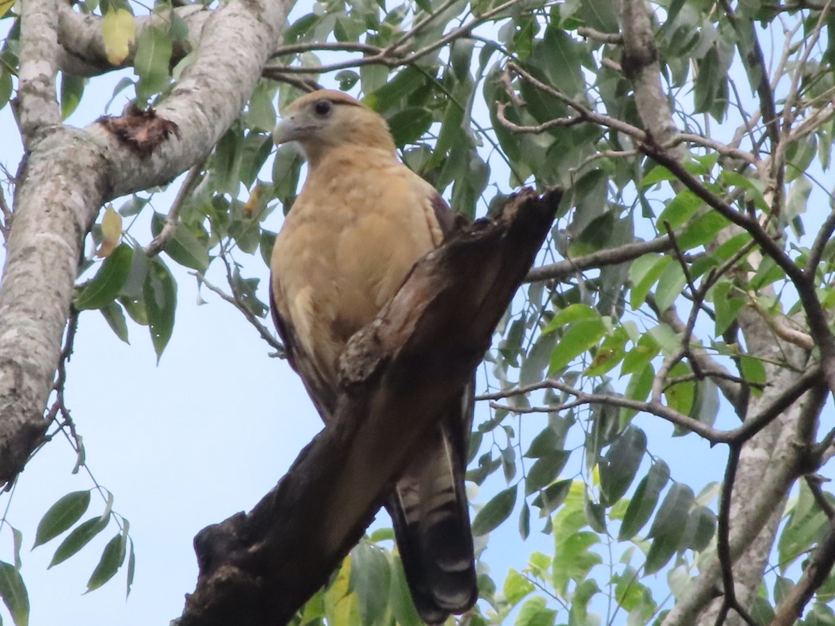 Yellow-headed Caracara - ML648948518