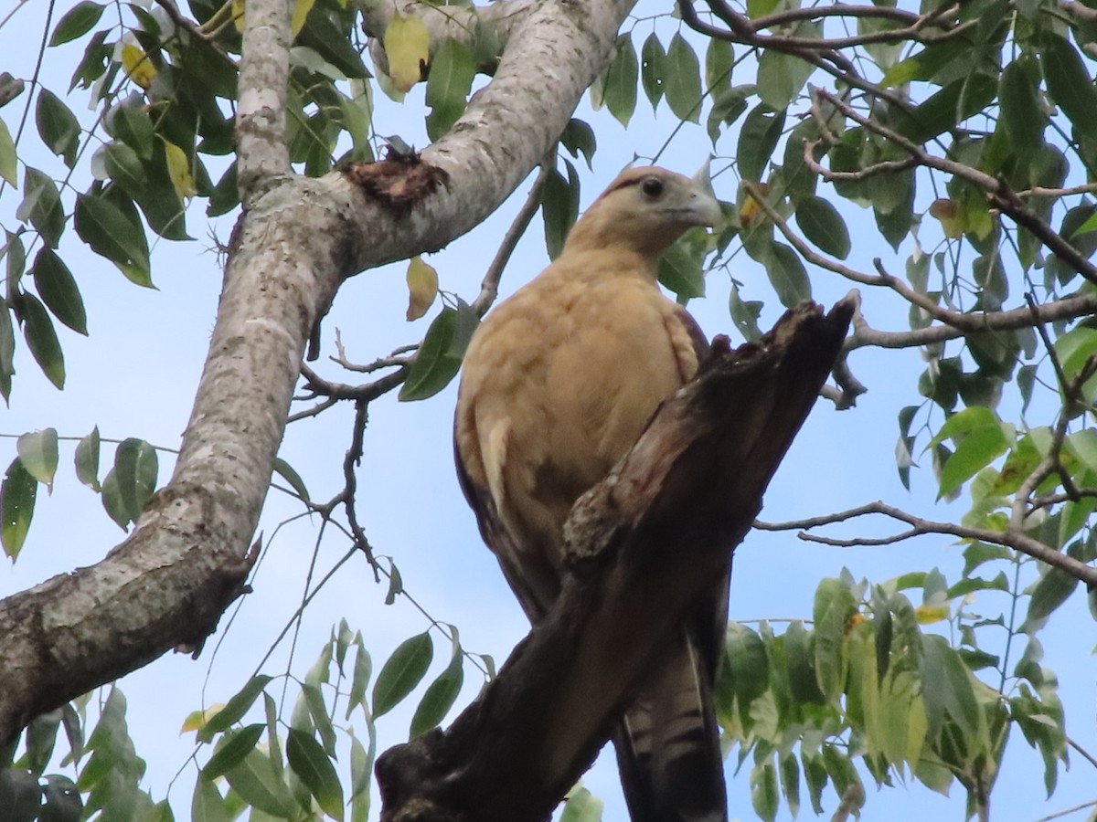 Yellow-headed Caracara - ML648948519