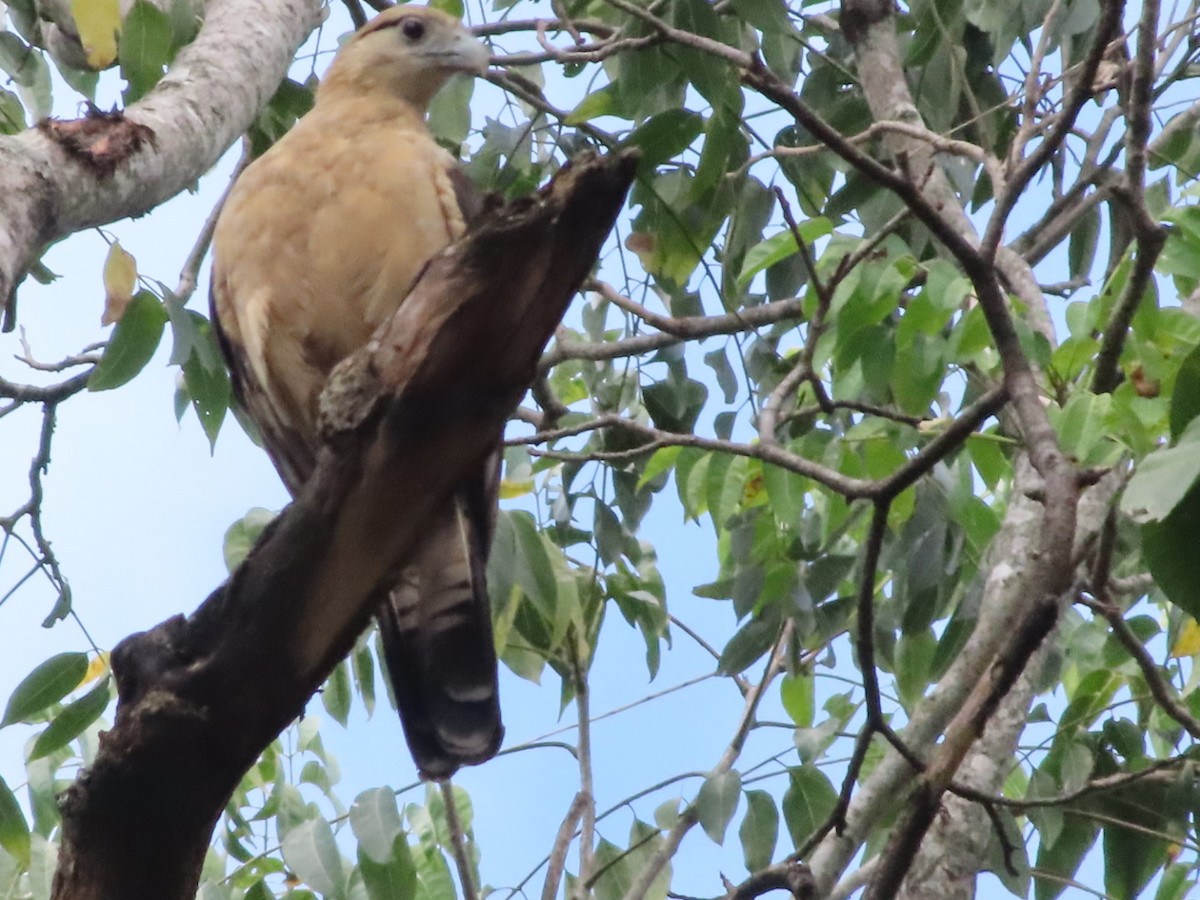 Yellow-headed Caracara - ML648948520