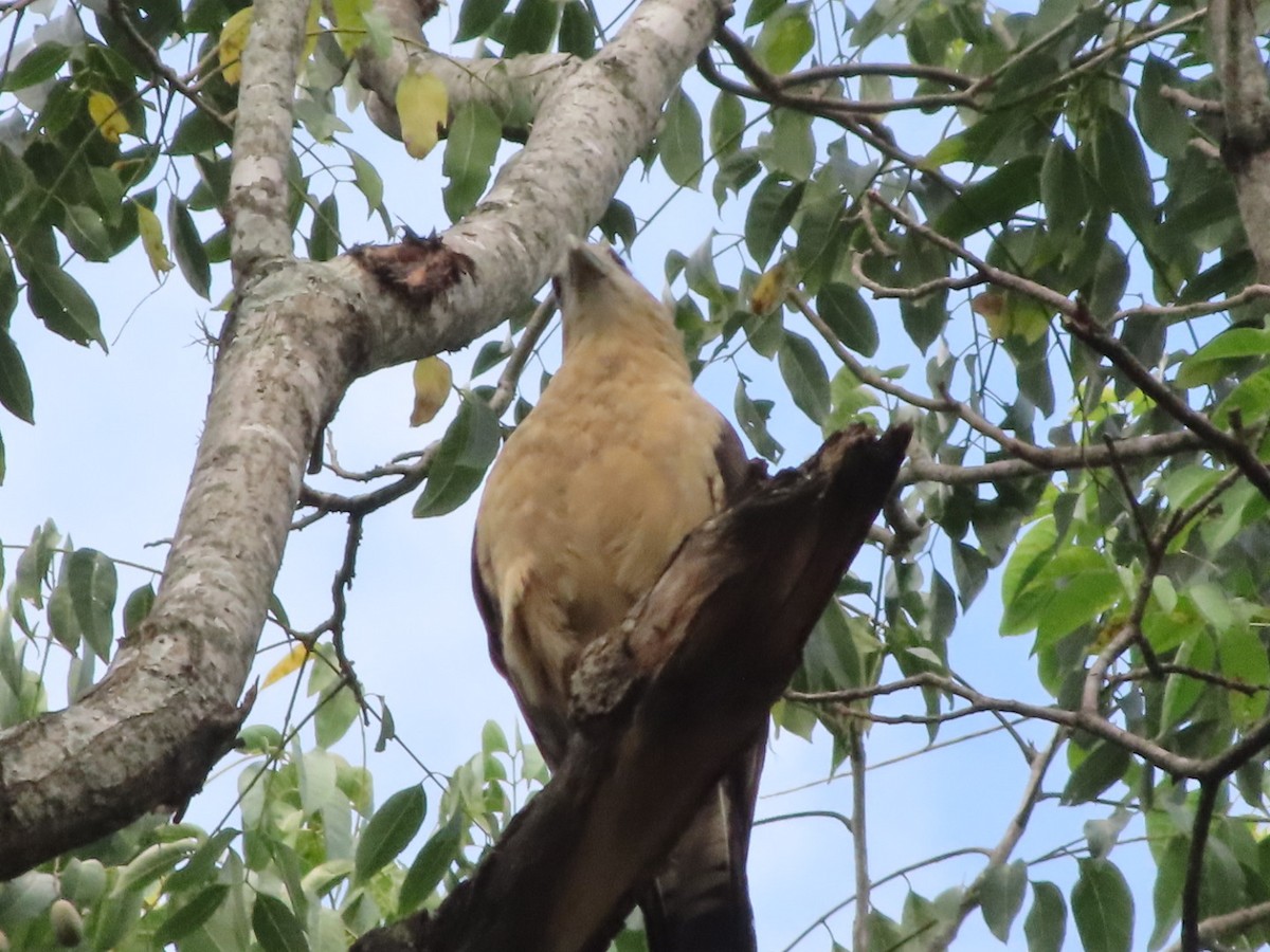 Yellow-headed Caracara - ML648948521