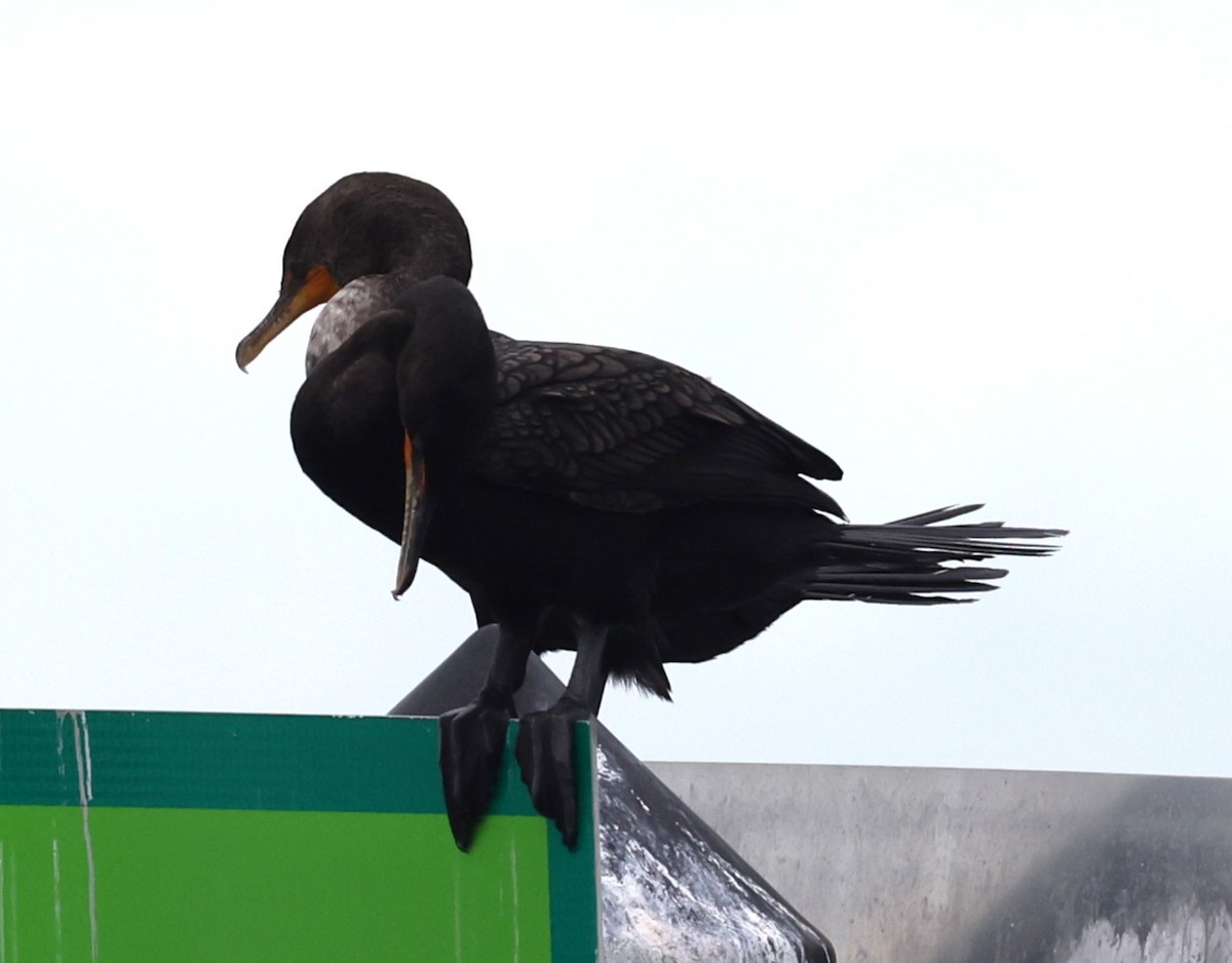 Double-crested Cormorant - ML648948525