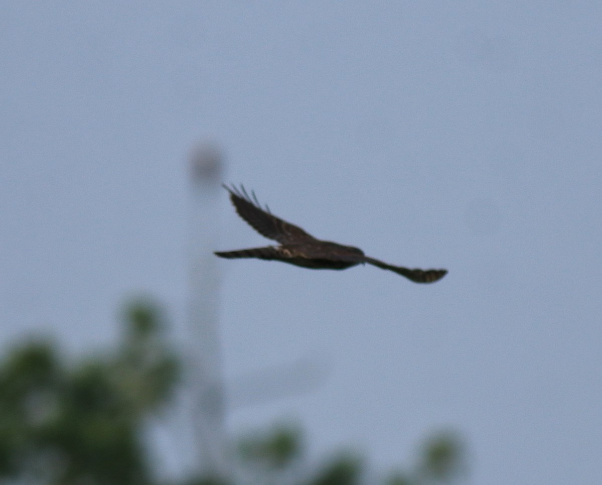 Peregrine Falcon (Shaheen) - ML648948531