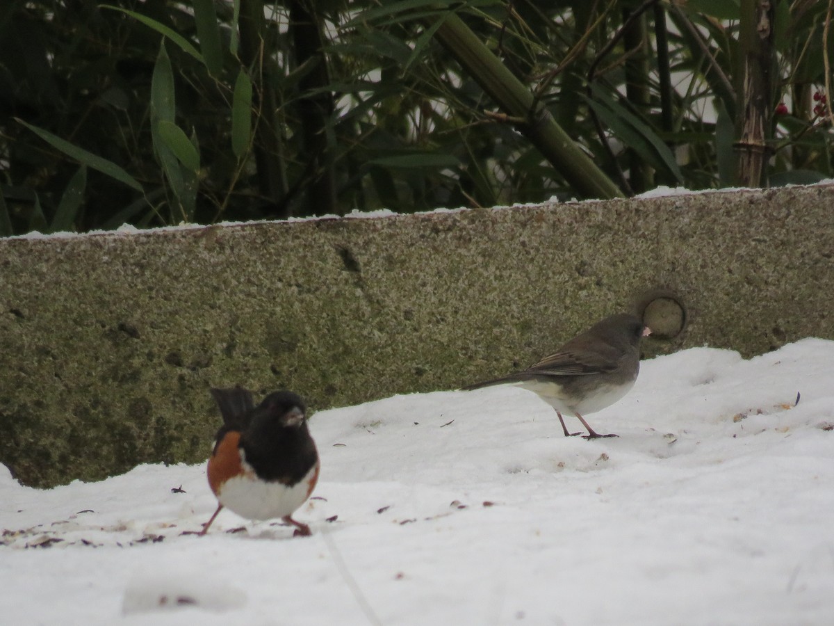 Eastern Towhee - ML648948532