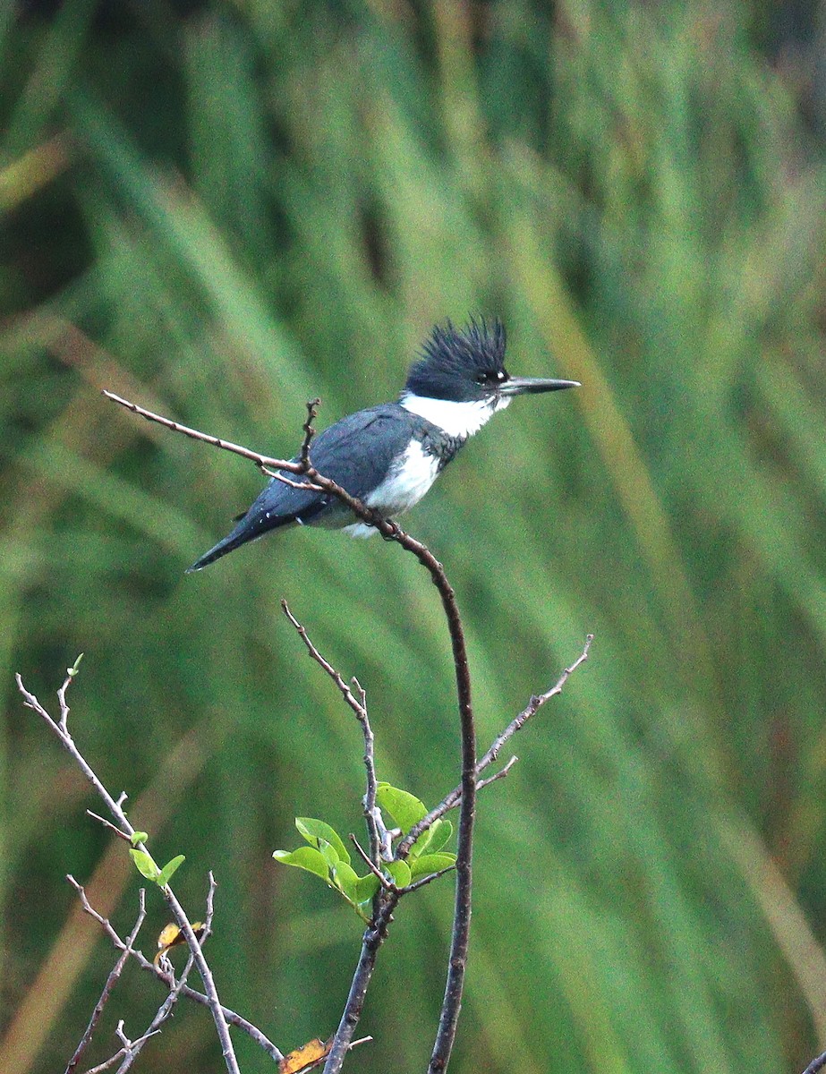 Belted Kingfisher - ML648948533
