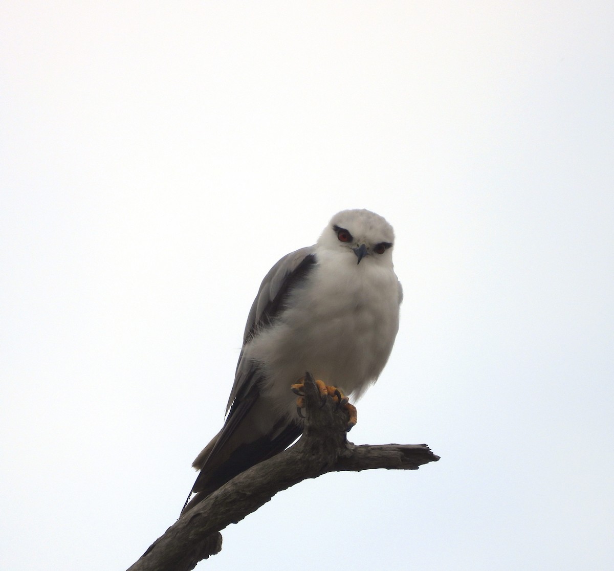 Black-shouldered Kite - ML648948535