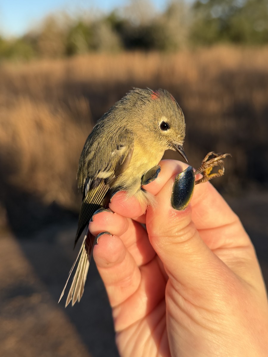 Ruby-crowned Kinglet - ML648948536