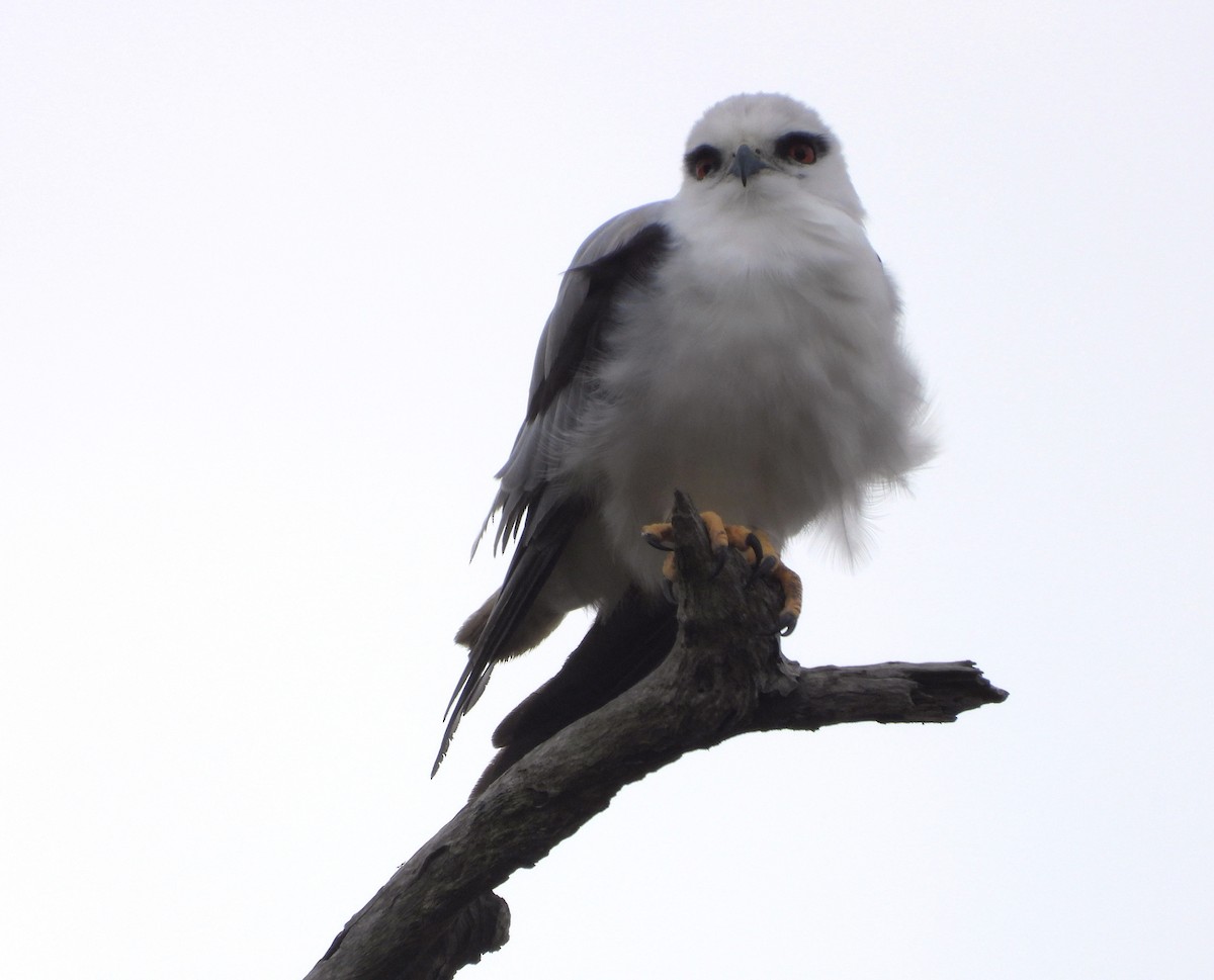 Black-shouldered Kite - ML648948538