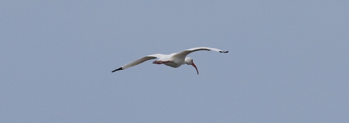 White Ibis - ML648948539