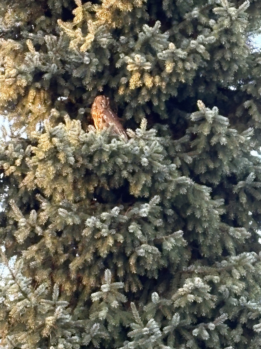 Tawny Owl - ML648948545