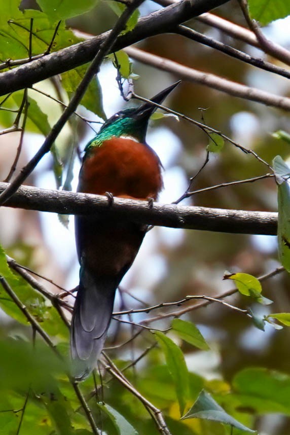 Great Jacamar - ML648948568