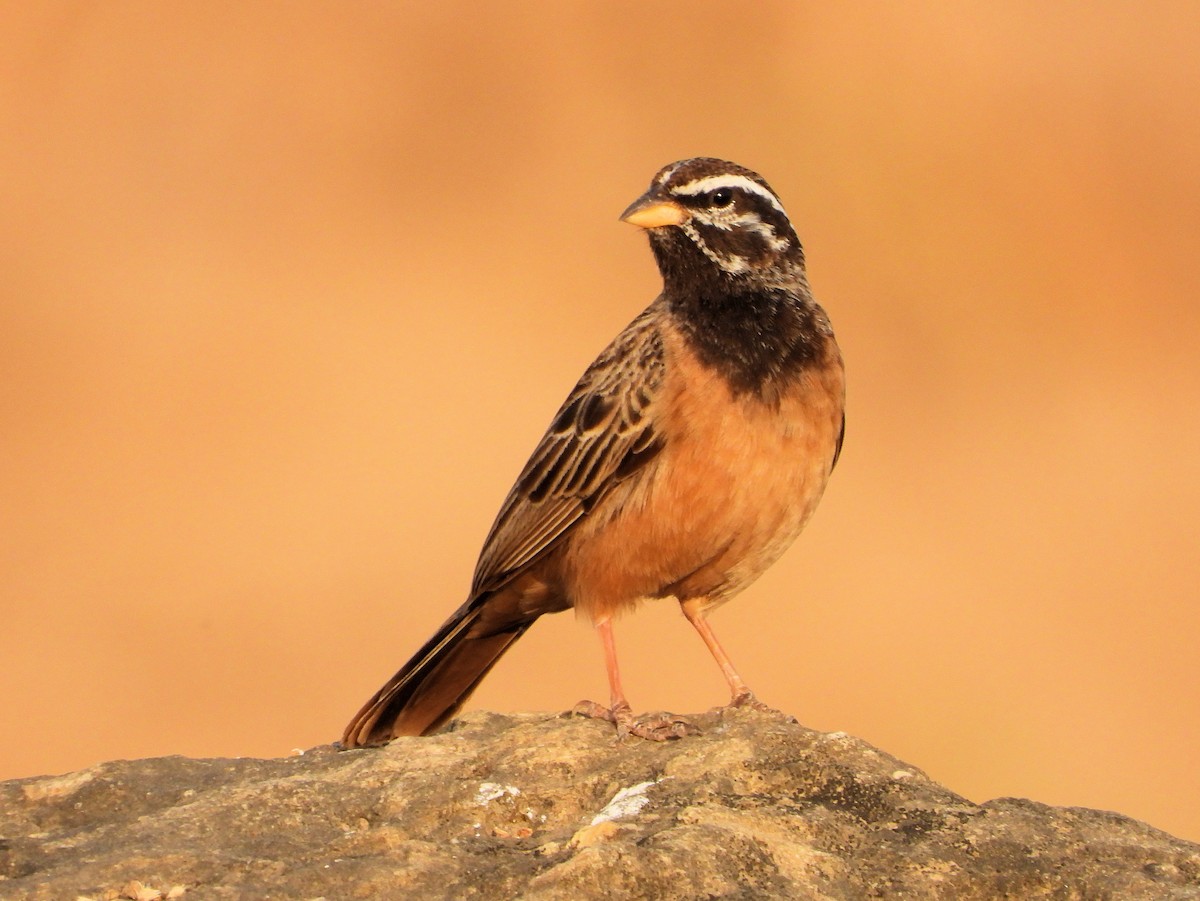 Cinnamon-breasted Bunting - ML648948571