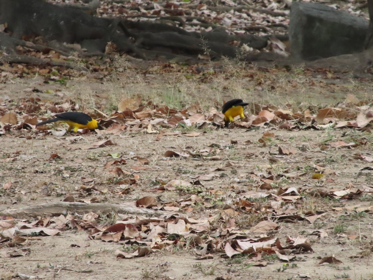 Oriole Blackbird - ML648948572