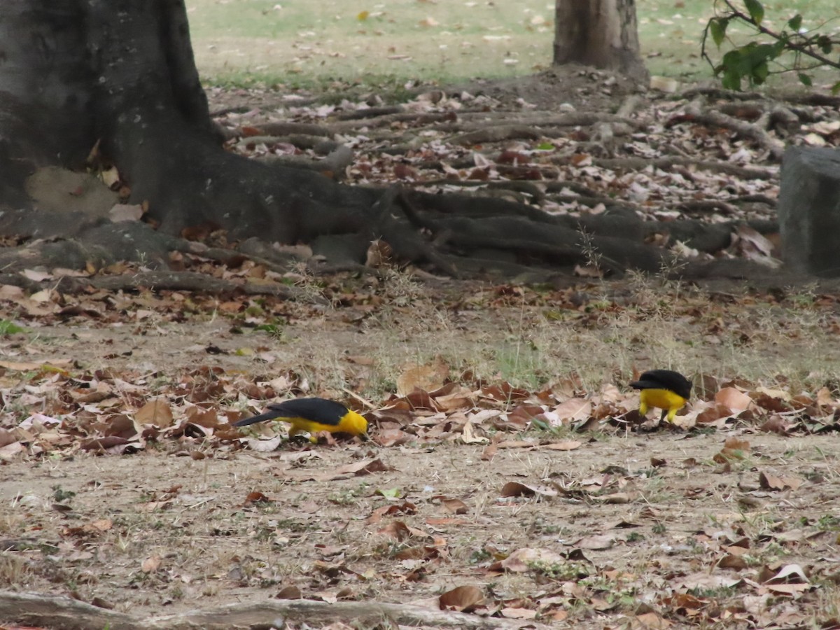 Oriole Blackbird - ML648948573