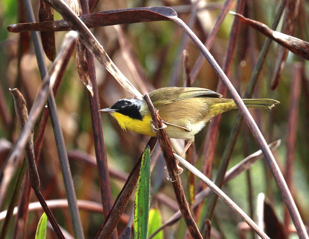 Common Yellowthroat - ML648948576