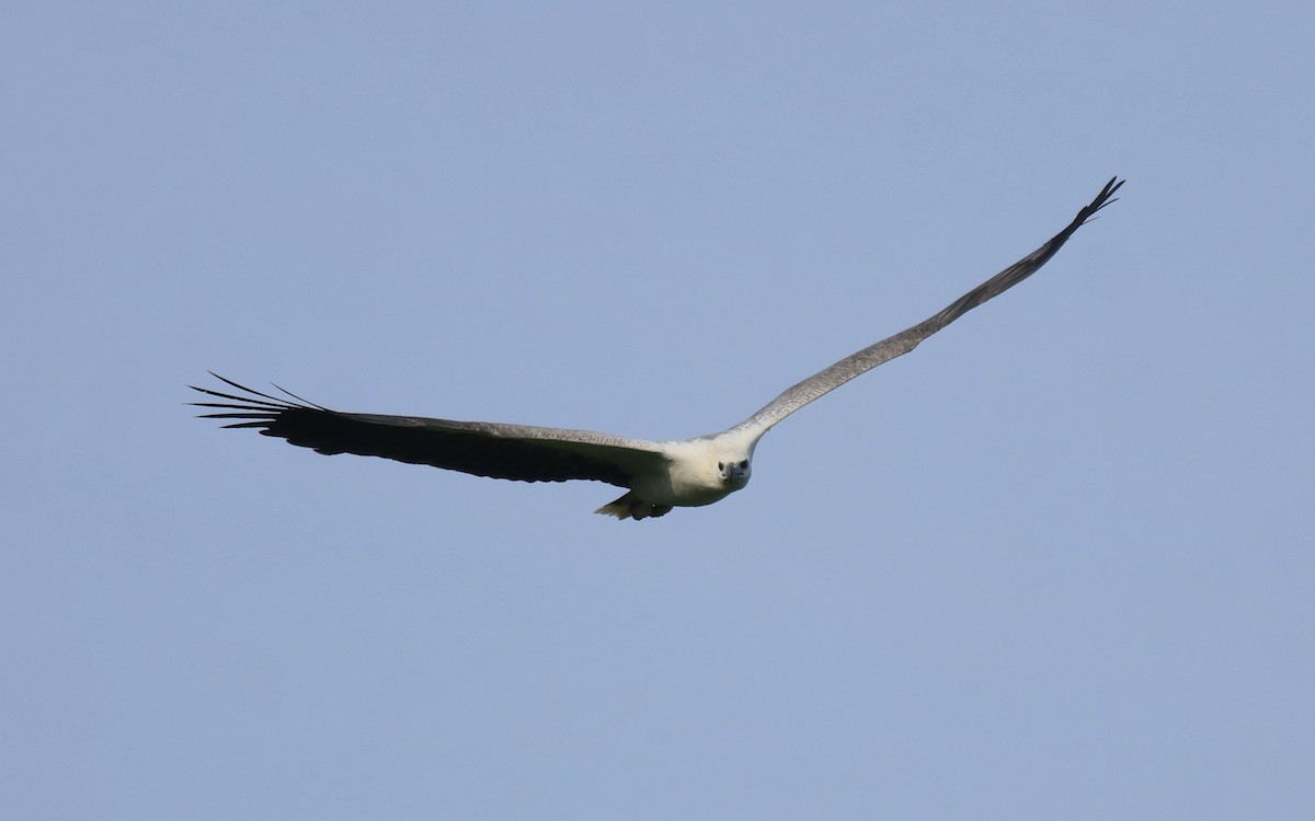 Weißbauch-Seeadler - ML648948586