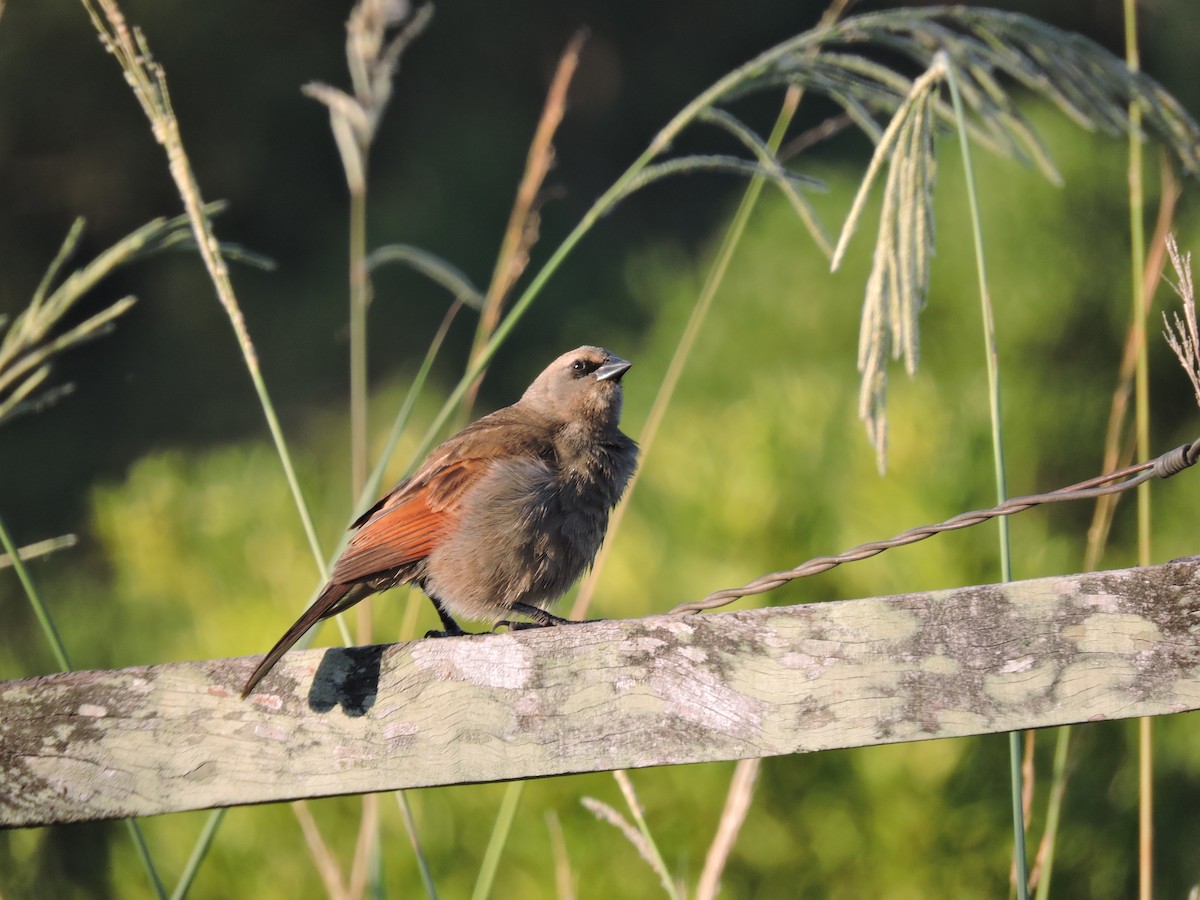 Grayish Baywing - ML648948594