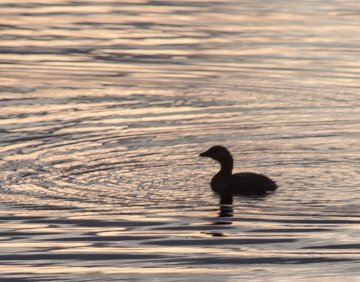 Txilinporta mokolodia - ML648948624