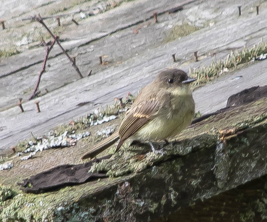 Eastern Phoebe - ML648948696