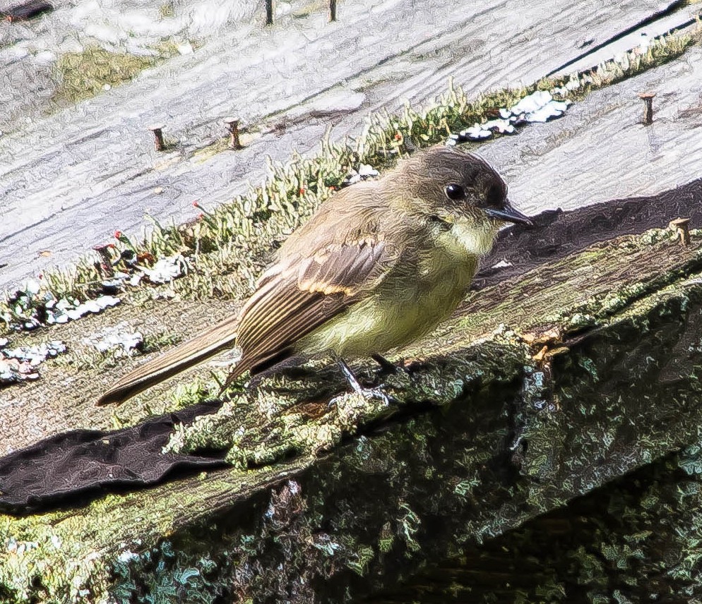 Eastern Phoebe - ML648948775