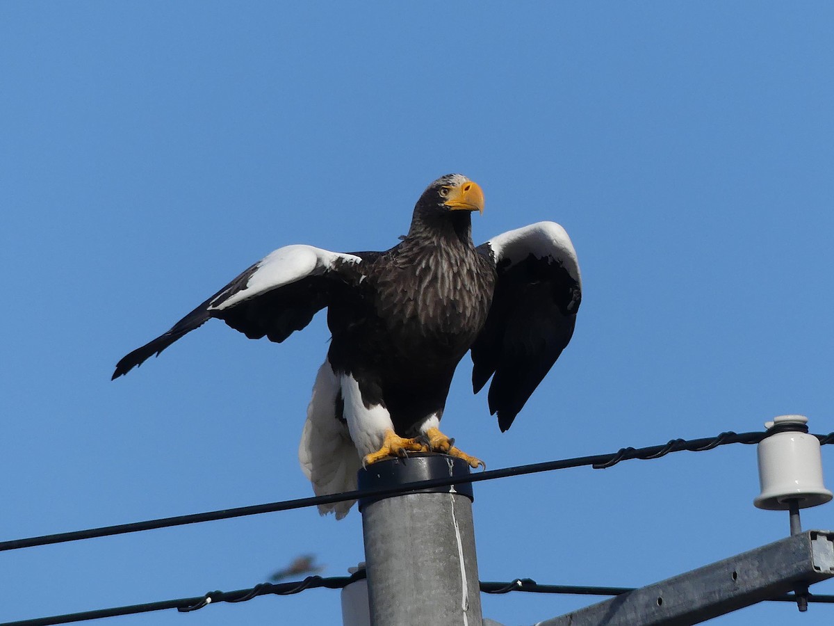 עיטם שטלר - ML648948782