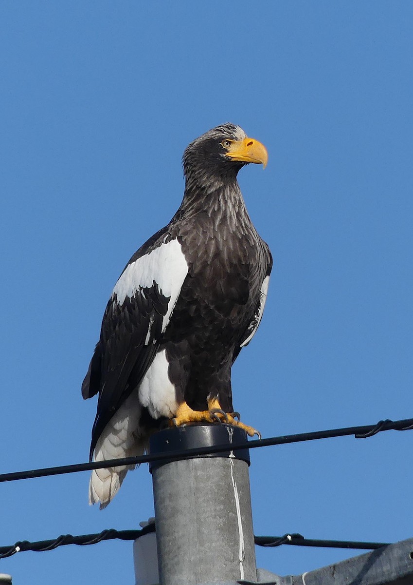 עיטם שטלר - ML648948798