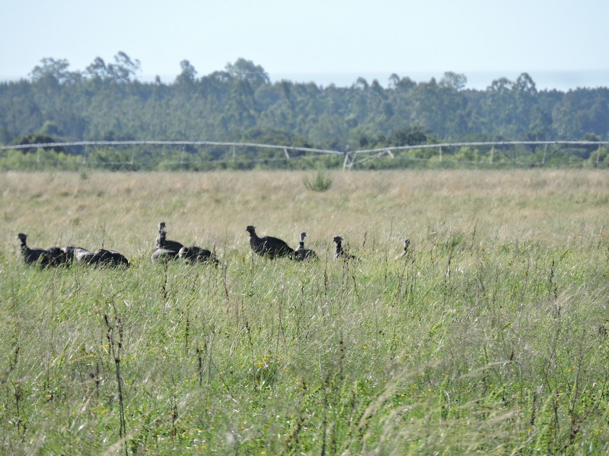Southern Screamer - ML648948817