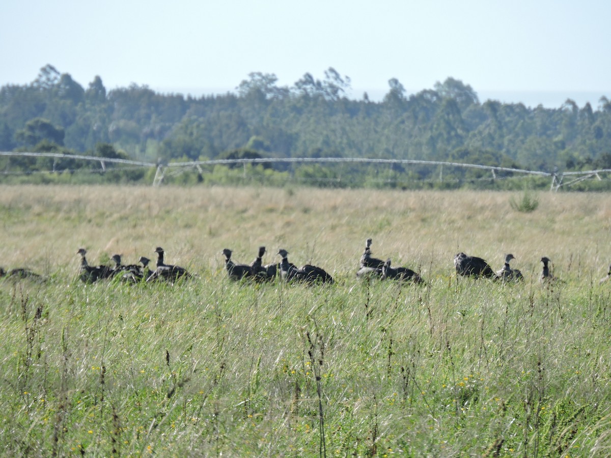 Southern Screamer - ML648948819