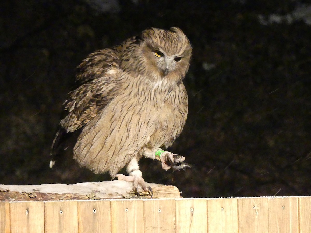 Blakiston's Fish-Owl - ML648948843