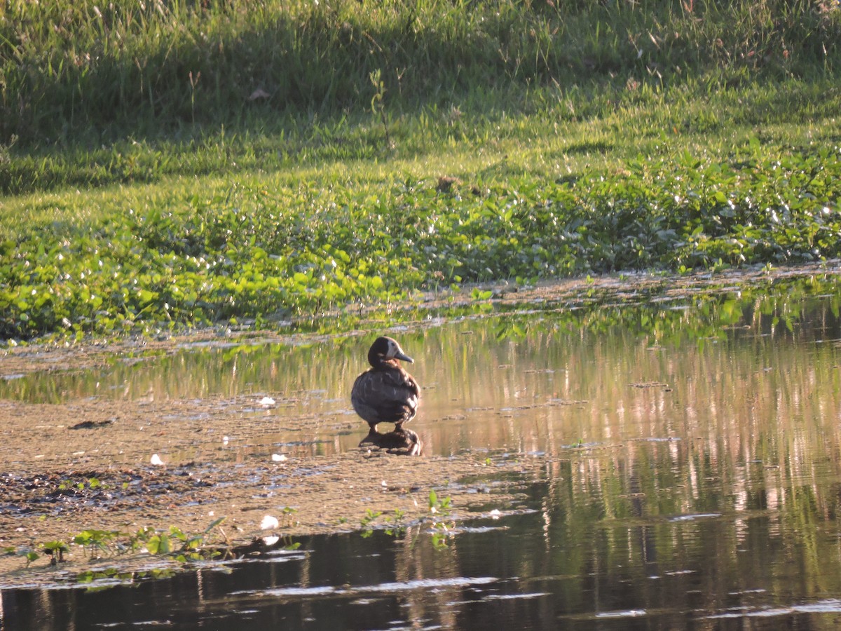 White-faced Whistling-Duck - ML648948866