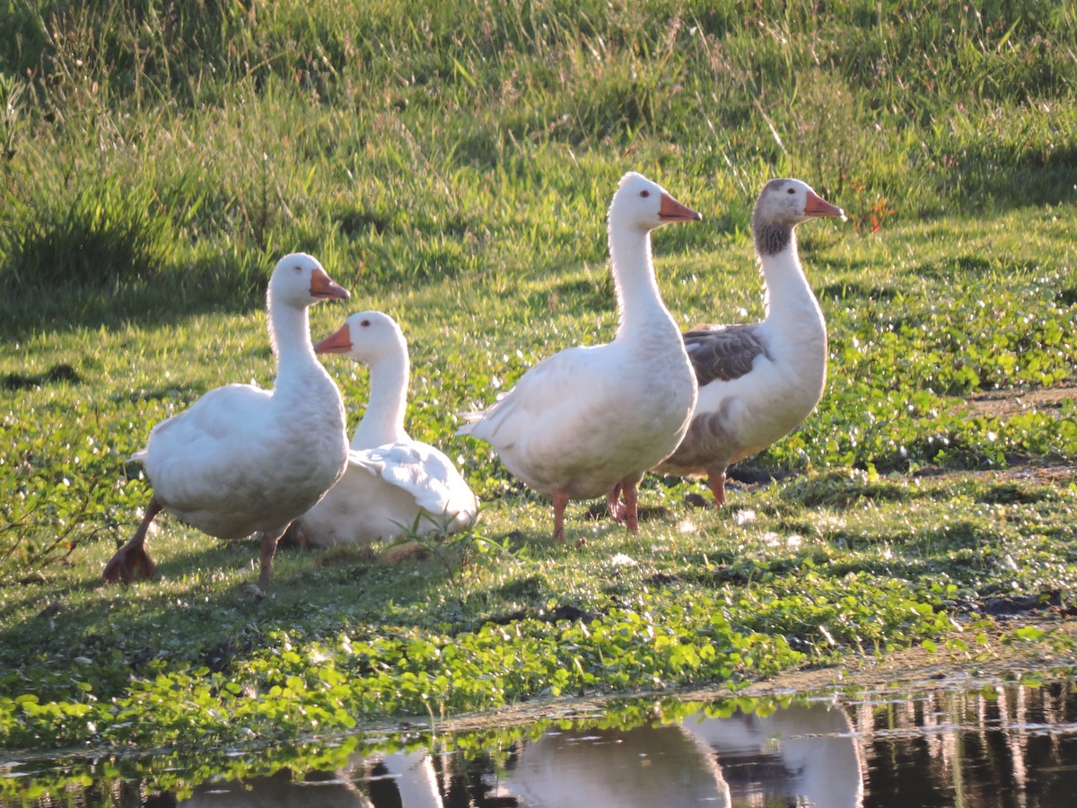 Graylag Goose (Domestic type) - ML648948891