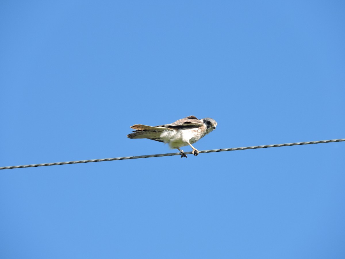 American Kestrel - ML648948907