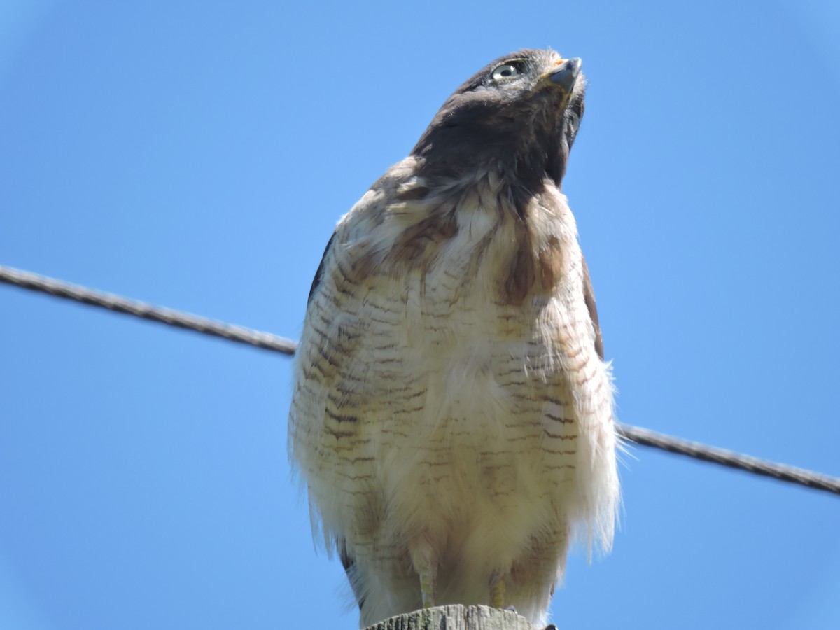 Roadside Hawk - ML648948940
